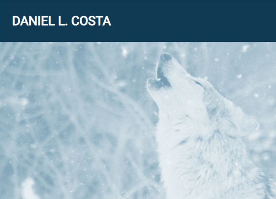 An image of this portfolio's header, showing a white wolf in a forest.