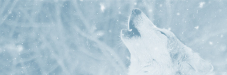 An image of this portfolio's header, showing a white wolf in a forest.